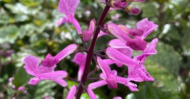 Plectranthus saccatus