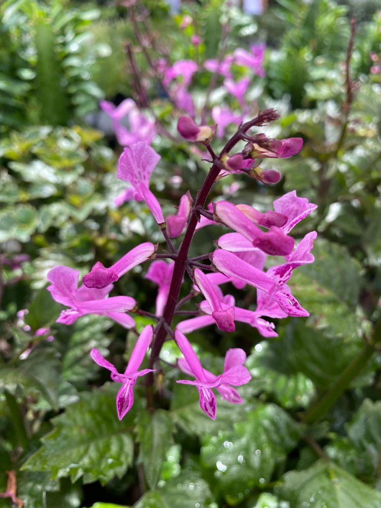 Plectranthus saccatus