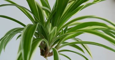 Chlorophytum comosum - Spider Plant