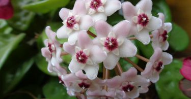 Hoya carnosa - Wax Plant