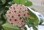 Hoya carnosa - Wax Plant