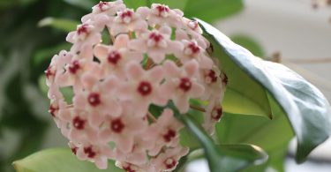 Hoya carnosa - Wax Plant