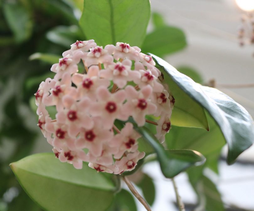 Hoya carnosa - Wax Plant