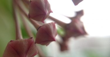 Hoya carnosa flower buds