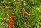 Russelia species - Coral Plant