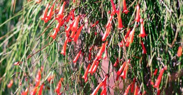 Russelia species - Coral Plant