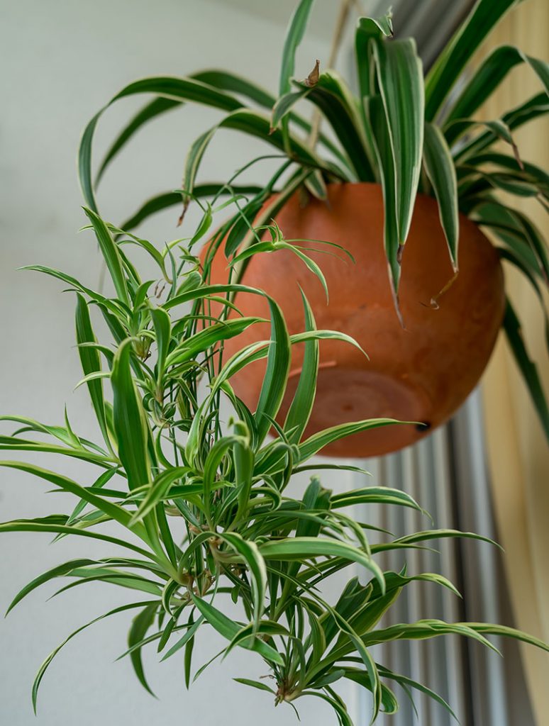 Chlorophytum comosum - Spider Plant