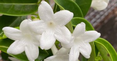 Stephanotis floribunda - Wax Flower