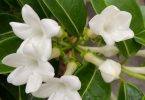 Stephanotis floribunda - Wax Flower