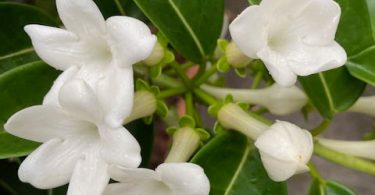 Stephanotis floribunda - Wax Flower