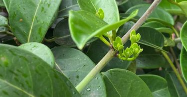 Stephanotis floribunda - Wax Flower