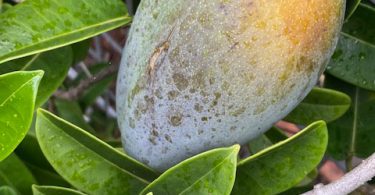 Stephanotis floribunda - Wax Flower Seed Pod