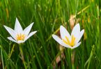 Zephyranthes candida