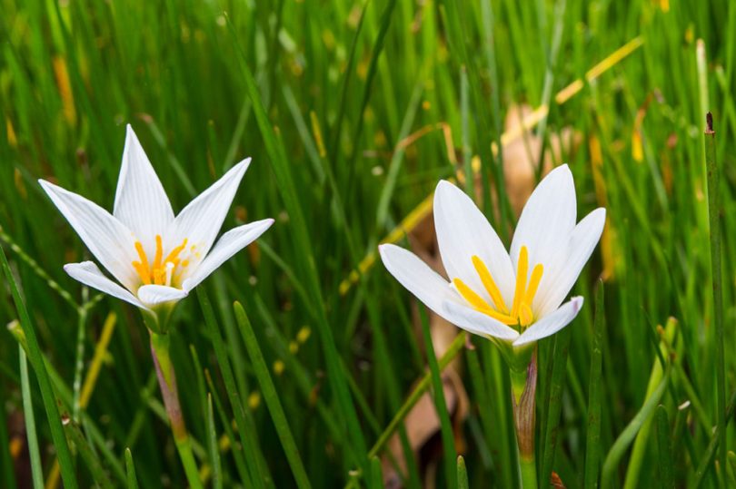 Zephyranthes candida