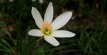 Zephyranthes candida Rain Lily