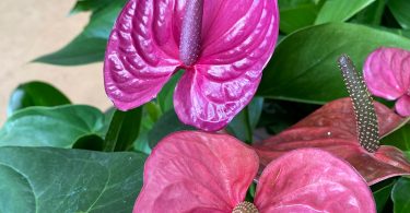 Anthurium sp. - Flamingo Flower