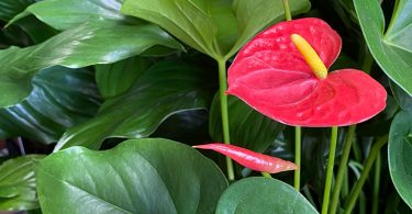 Anthurium sp. - Flamingo Flower