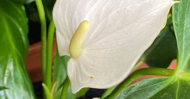 Anthurium sp. - Flamingo Flower