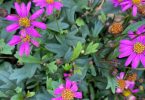 Brachyscome multifida - 'Break of Day' Native Daisy