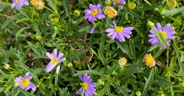 Brachyscome multifida - 'Break of Day' Native Daisy