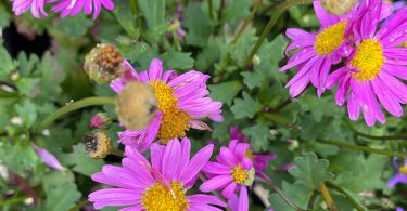 Brachyscome multifida - 'Break of Day' Native Daisy