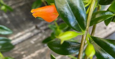 Nematanthus glabra - Goldfish Plant