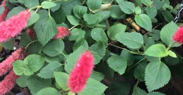 Acalypha reptans Stephie - Chenille Plant