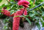 Acalypha reptans Stephie - Chenille Plant
