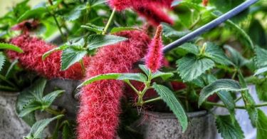 Acalypha reptans Stephie - Chenille Plant