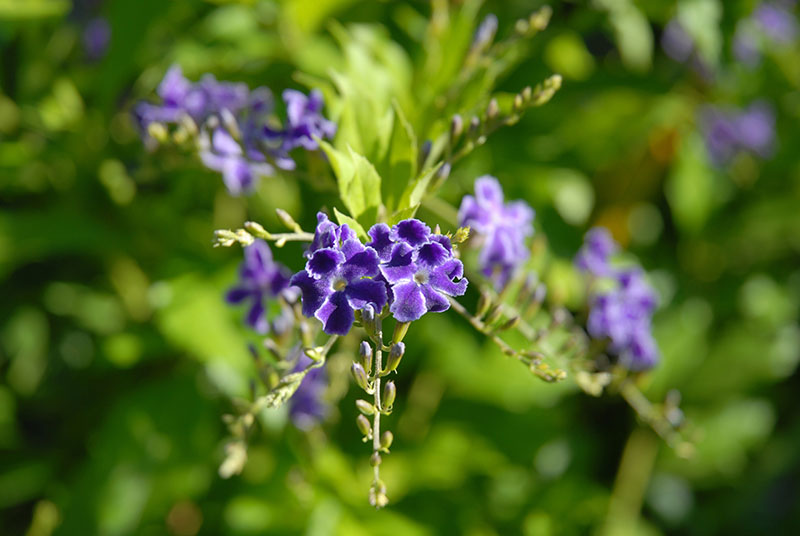 Duranta repens - Geisha Girl, Pigeon Berry