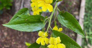 Goodenia ovata 'Gold Cover'