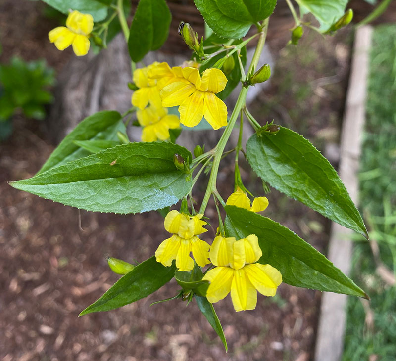 Goodenia ovata 'Gold Cover'