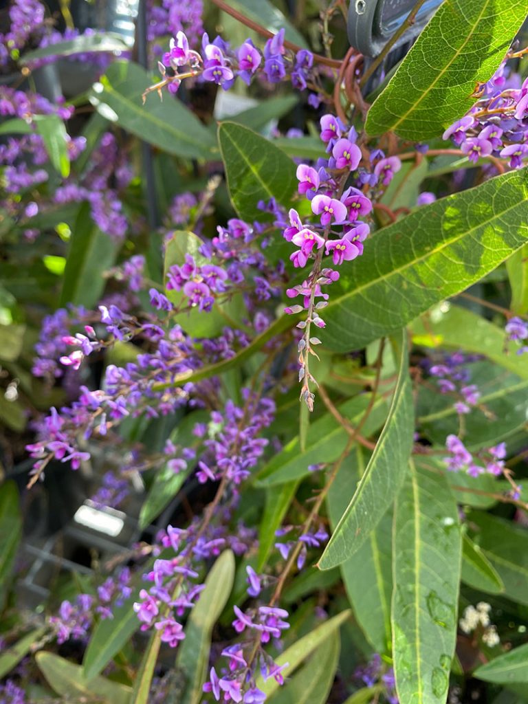 Hardenbergia violacea - Happy Wanderer - Native Sarsparilla