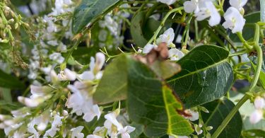 Hardenbergia violacea var. Alba - Happy Wanderer - Native Sarsparilla