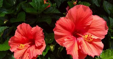 Hibiscus rosa-sinensis - Chinese Hibiscus