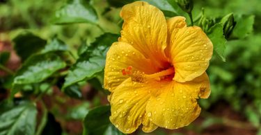 Hibiscus rosa-sinensis - Chinese Hibiscus