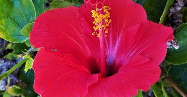 Hibiscus rosa-sinensis - Chinese Hibiscus