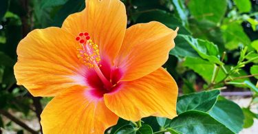 Hibiscus rosa-sinensis - Chinese Hibiscus