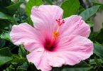 Hibiscus rosa-sinensis - Chinese Hibiscus