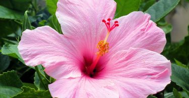 Hibiscus rosa-sinensis - Chinese Hibiscus