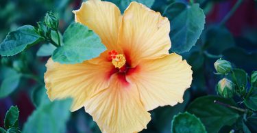 Hibiscus rosa-sinensis - Chinese Hibiscus