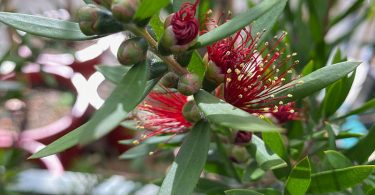 Callistemon viminalis 'Macarthur' - Bottlebrush