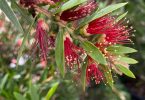 Callistemon viminalis 'Macarthur' - Bottlebrush