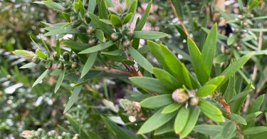 Callistemon viminalis 'Macarthur' - Bottlebrush