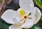 Magnolia grandiflora 'Little Gem'