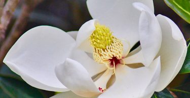 Magnolia grandiflora 'Little Gem'