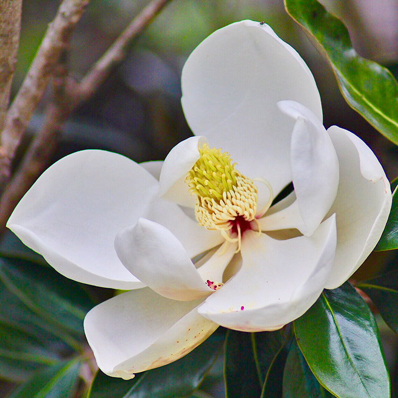 Magnolia grandiflora 'Little Gem'