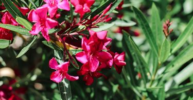 Nerium Oleander - Oleander