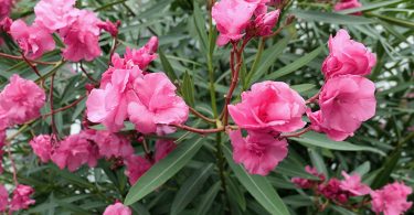 Nerium Oleander - Oleander