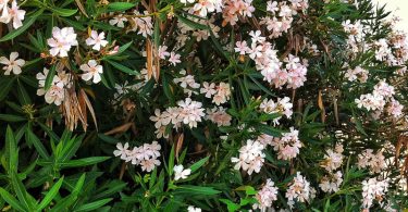 Nerium Oleander - Oleander